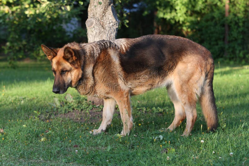 Garden View of German Shepherd Walking Towards Camera. Stock Photo ...