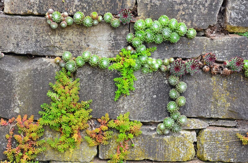 Garden wall