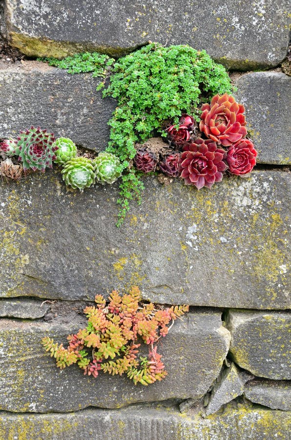 Garden wall