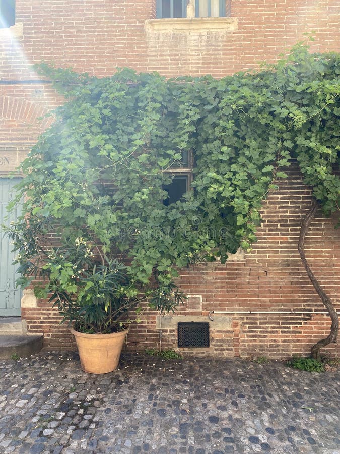 Garden wall stock photo. Image of garden, plant, town 254728324