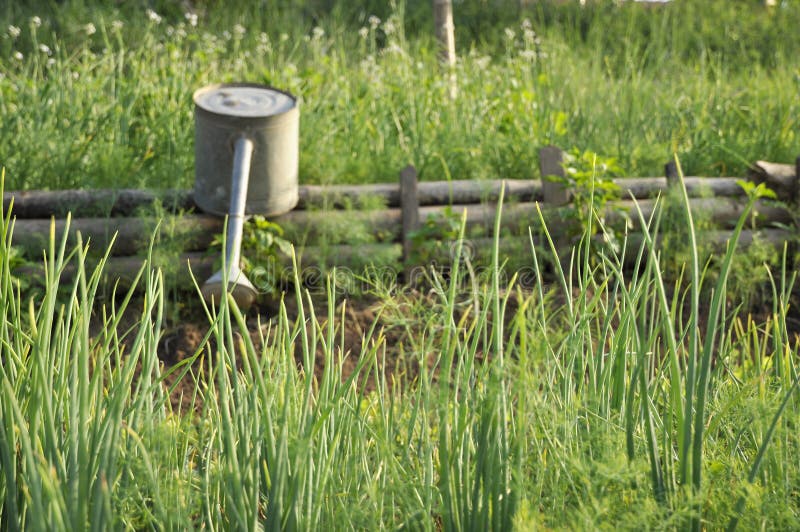 Garden Watering Parsley Leek Farm