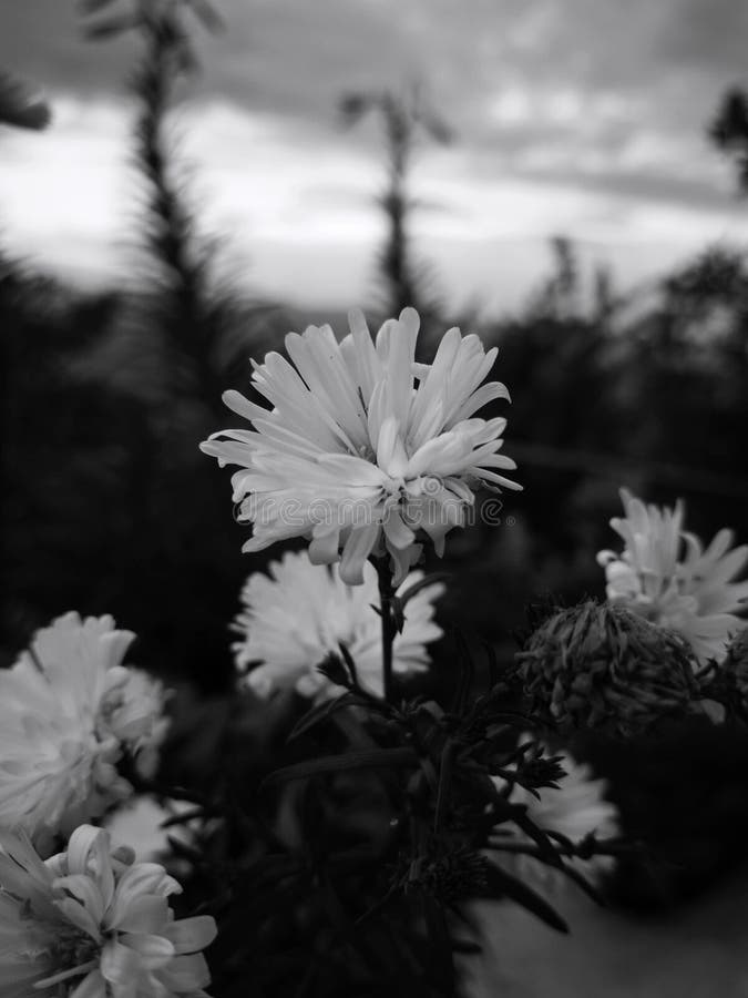 Garden of white flowers with defined petals with nostalgy ambient royalty free stock images Garden of white flowers with defined petals with nostalgy ambient royalty free stock images