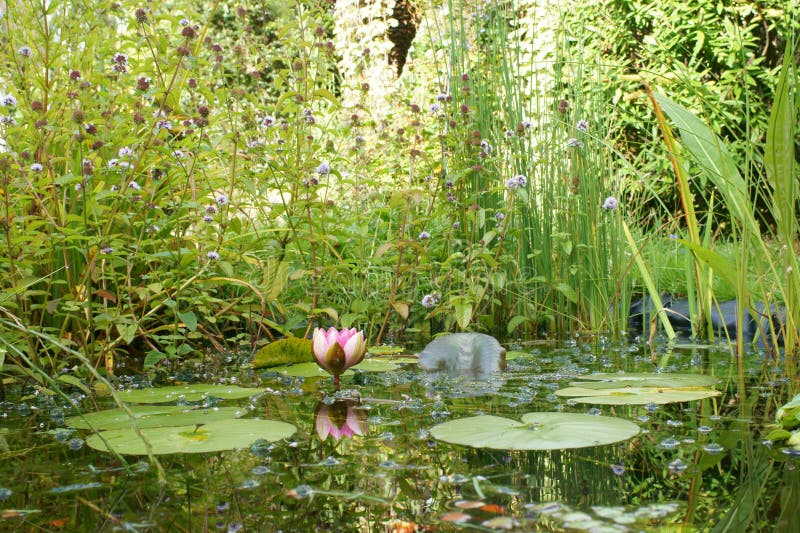 Garden Wildlife Pond