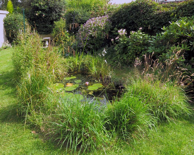 Garden Wildlife Pond