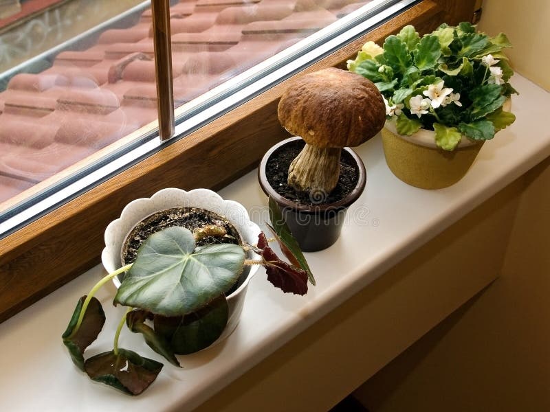 Garden on window sill