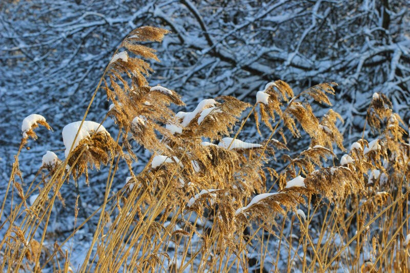 Garden in the winter: frozen reeds and trees