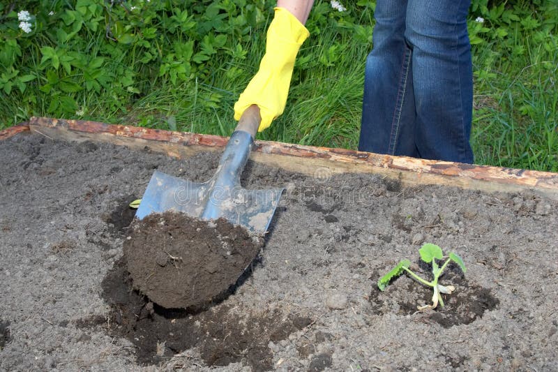 Garden work royalty free stock images