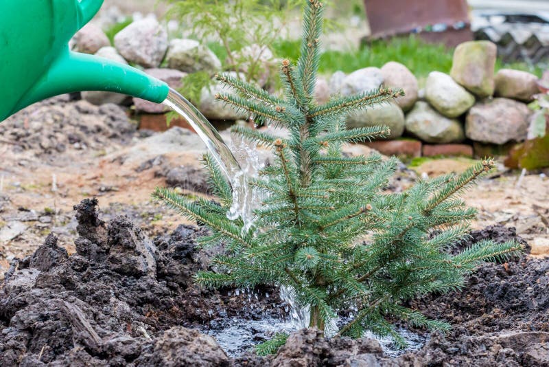 A Garden Worker Waters a Young Blue Spruce Tree Stock Image Image of