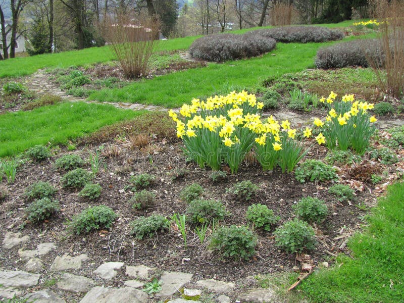 Garden of yellow daffodils Narcissus pseudonarcissus blooming in the mountains