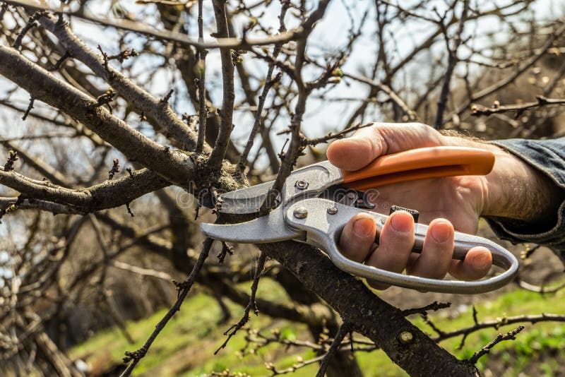 Gardener cuts the pruning shears excess branches