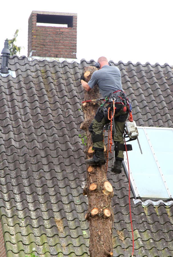 Worker is cutting down a tree, Netherlands stock photography