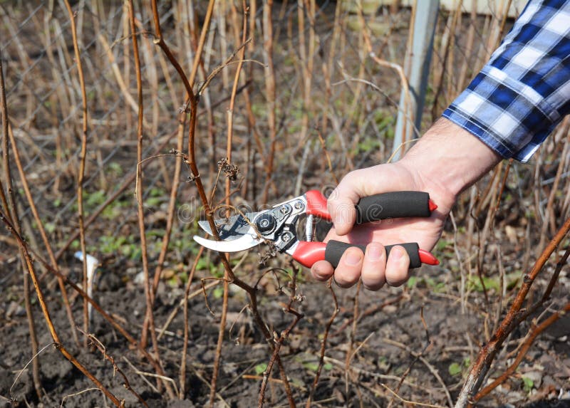 Gardener cutting Rubus idaeus raspberry, also called red raspberry or occasionally as European raspberry royalty free stock images