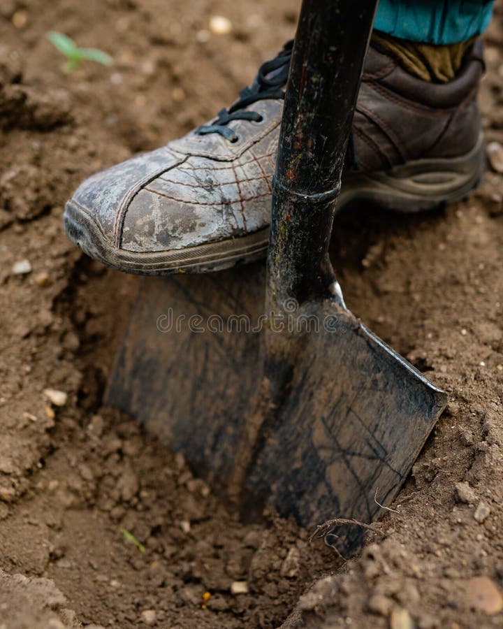 Gardener Digging with Garden Spade in Earth Soil.farming, Stock Image