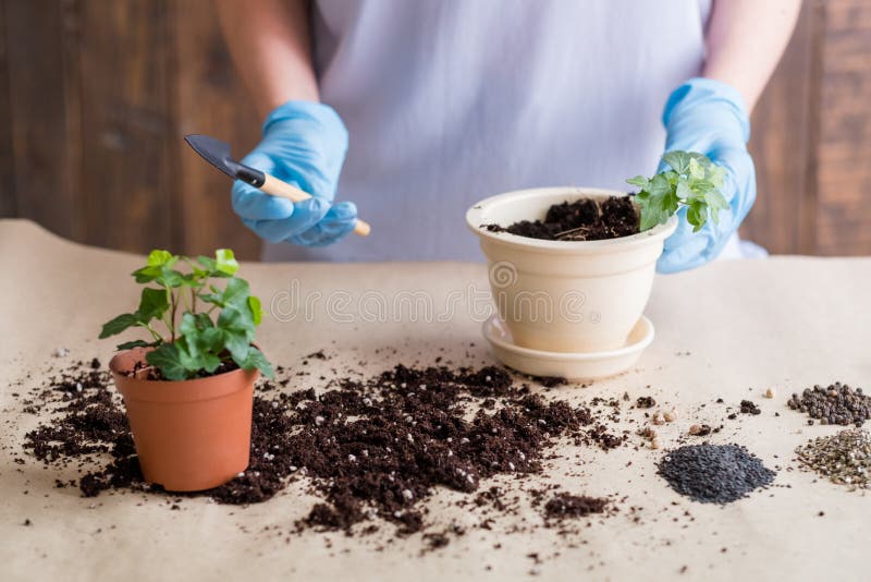 Gardener hold shovel work indoor gardening hobby