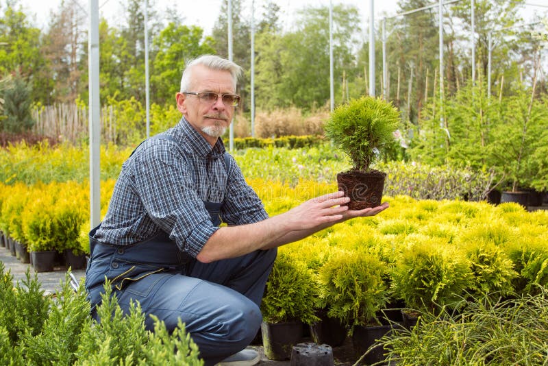 Gardener holding a small seedling plant in garden market stock photos Gardener holding a small seedling plant in garden market stock photos