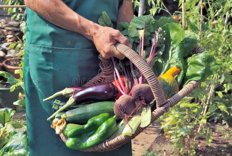 Gardener holding a vegetables basket