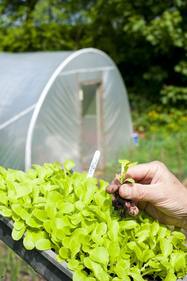 A Gardener Holing a Lettuce Plant Stock Image Image of crop, vegetables 36914277