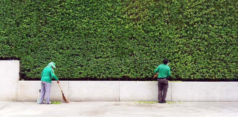 Bangkok,Thailand - April 28, 2022: Gardener man cutting or decorated branch of tree and woman sweeping leaves on floor with green plant wall background with copy space. Worker trimming bushes, cleaning and taking care of garden.