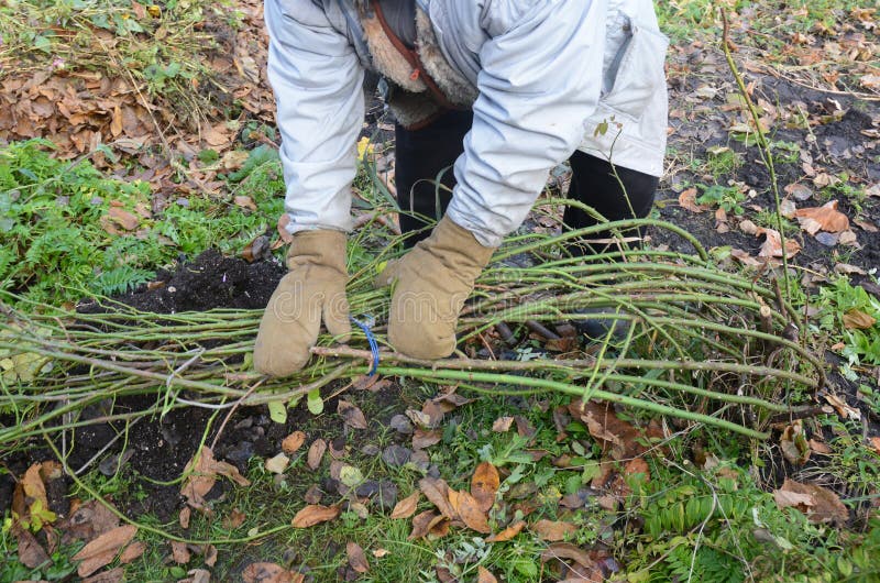 Gardener mound and tie climbing rose bush. Winter protection for