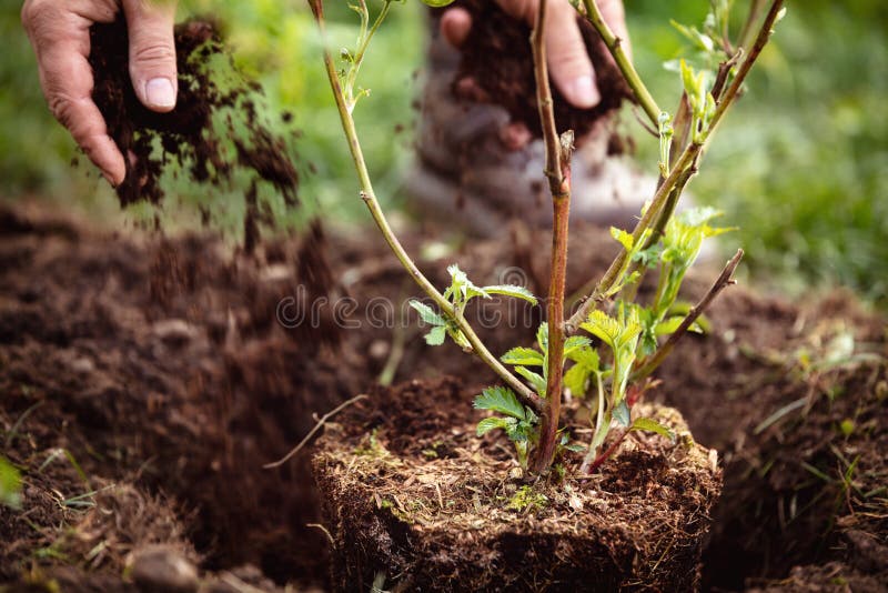 Gardener mulching a planting blackberry, gardening and garden care of plants royalty free stock images Gardener mulching a planting blackberry, gardening and garden care of plants royalty free stock images
