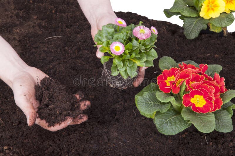 Gardener planting flowers. Gardener planting spring flowers in flowerbed. primroses and bellis perennis (daisy flower) planting in flower soil, isolated on a stock image