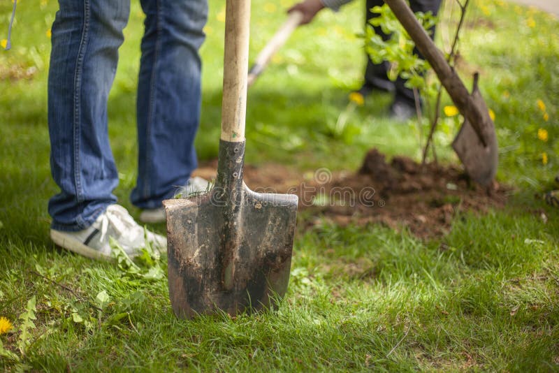 240,985 Planting Stock Photos - Free & Royalty-Free Stock Photos from ...