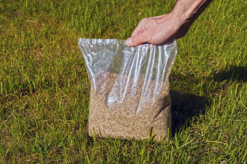 The Gardener Presents Grass Seeds in a Plastic Wrap. Spring Lawn