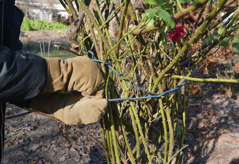 A gardener in protective gloves is tying up a hardy shrub roses with a wire or twine to prepare roses for winterizing by wrapping