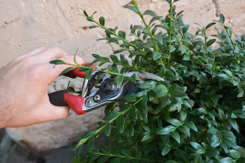 Pruning Boxwood Shrubs and the Best Time To Trim Boxwoods Stock Photo