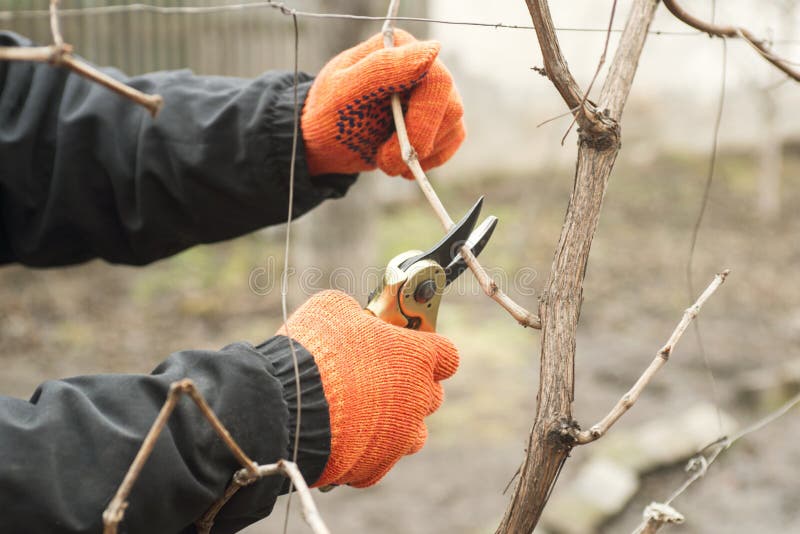 Gardener is Pruning Branches with Pruning Shears. Spring Plant Pruning