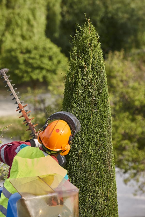 Gardener Pruning a Cypress with a Chainsaw and a Crane Stock Photo