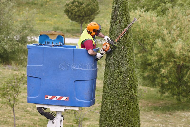 Gardener Pruning a Cypress with a Chainsaw and a Crane Stock Image