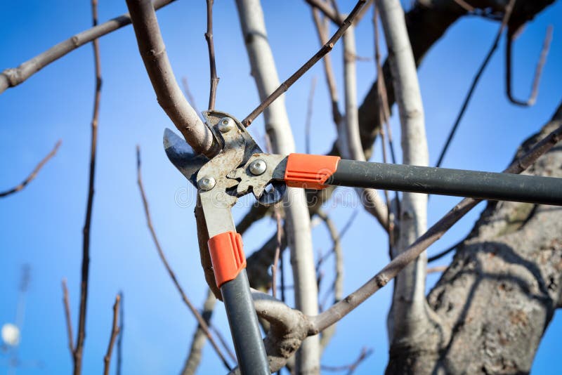 Pruning fruit tree brunch with a pruning shears