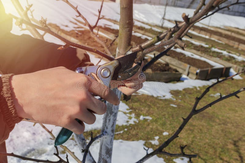 Gardener Pruning Tree with Secateur in the Spring Garden. Work in the
