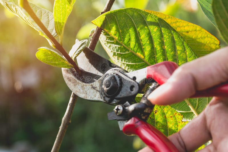 Gardener pruning trees with pruning shears on nature stock photo Gardener pruning trees with pruning shears on nature stock photo