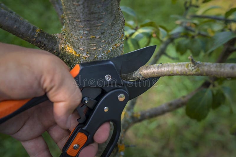 Gardener pruns the fruit trees by pruner shears. Farmer hand with garden secateurs on natural green background