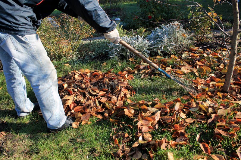 The gardener rakes up a pile of fallen autumn leaves in the garden.