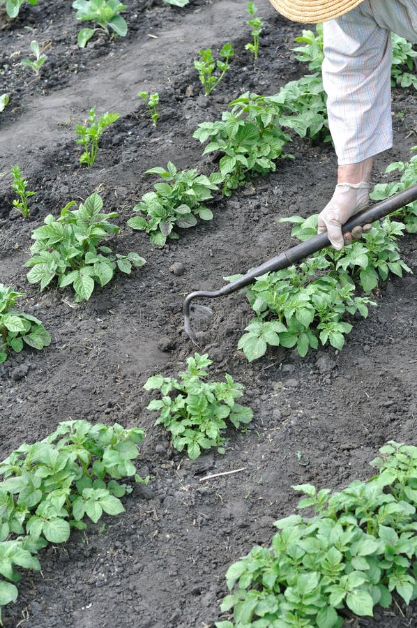 Gardener raking ground with a hoe royalty free stock image Gardener raking ground with a hoe royalty free stock image