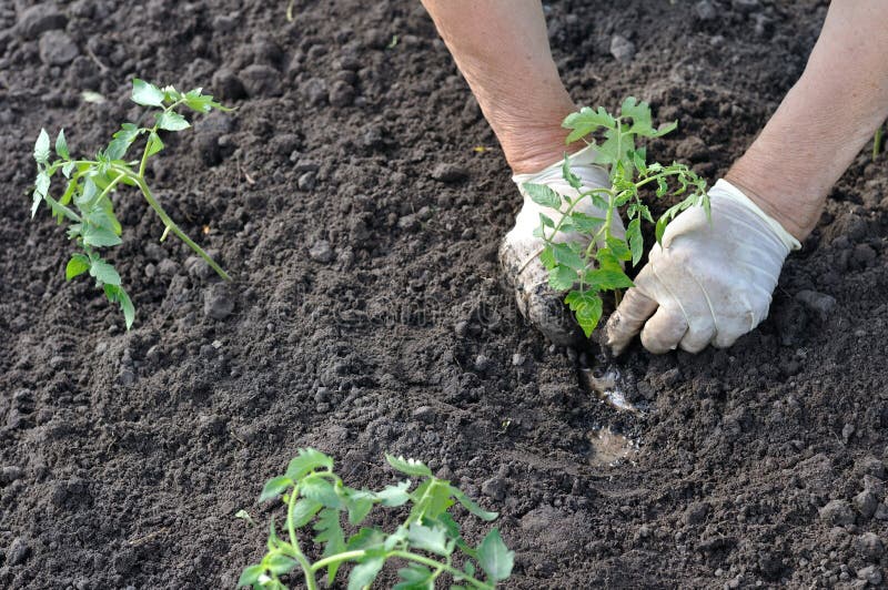 Gardener's hands planting a tomato seedling stock image