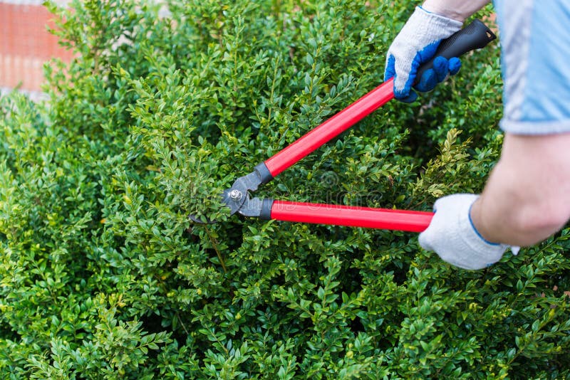 Pruning Boxwood Shrubs And The Best Time To Trim Boxwoods Stock Photo Image of spring, white