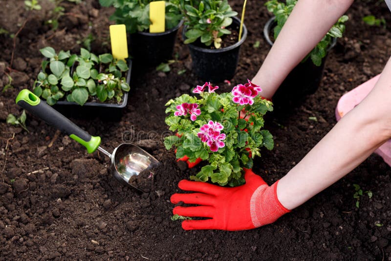 Gardener woman planting flowers in her garden, garden maintenance and hobby concept