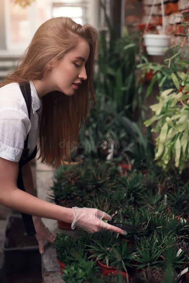 Gardener Work with Plants in Greenhouse. Stock Image Image of