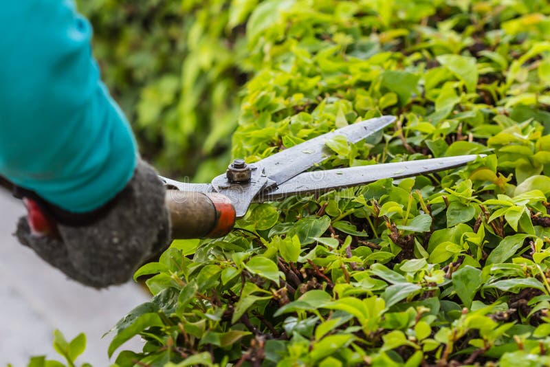 Gardeners cut branches