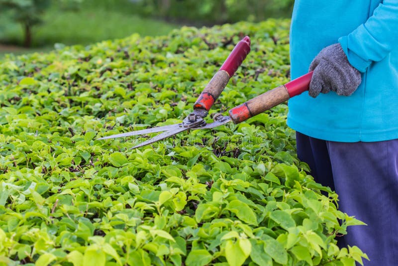 Gardeners cut branches