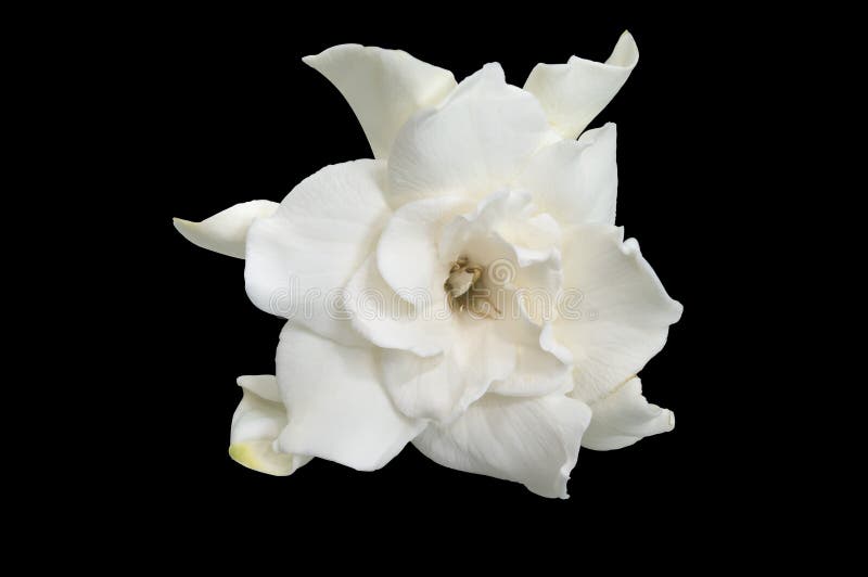 Gardenia bianca fotografie stock libere da diritti
