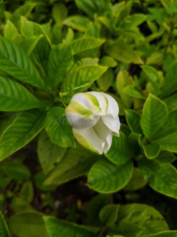 Gardenia Bud Listo Para Florecer Con Color Verde En Los Pétalos Imagen de  archivo - Imagen de planta, verde: 187810905