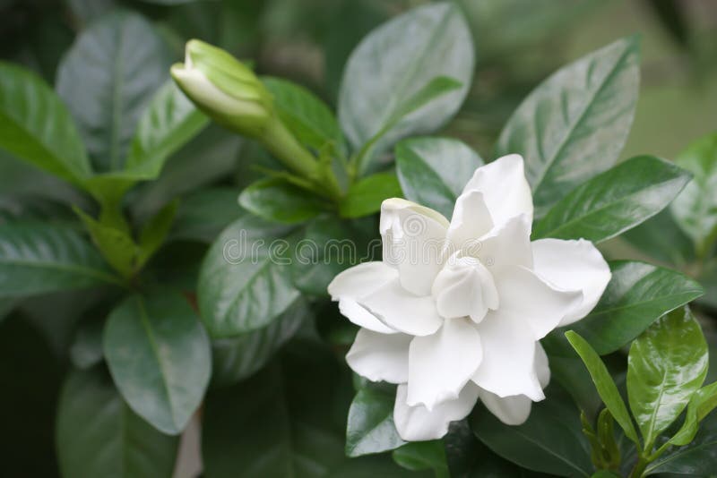 Gardenia Comum Do Branco Ou Flor Do Jasmim De Cabo Foto de Stock - Imagem  de planta, verde: 70418638