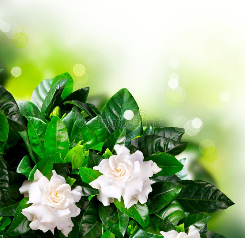 Beautiful Gardenia Flower Isolated On White Stock Photo 1190817850   Shutterstock