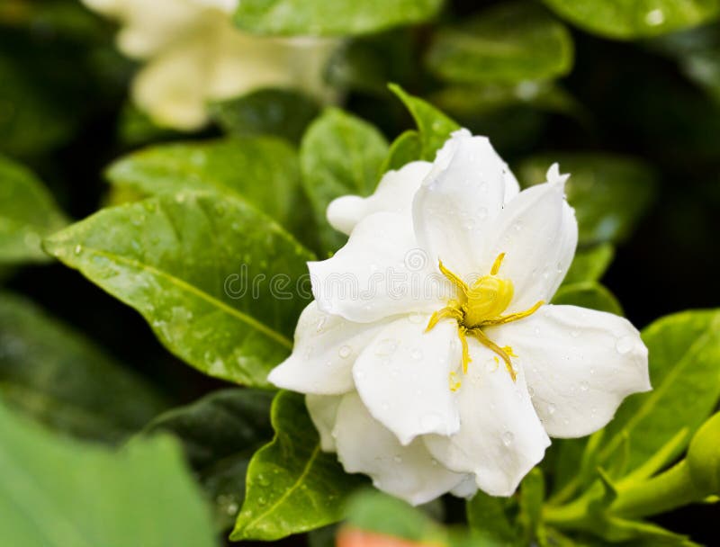 Gardenia (Gardenia jasminoides)