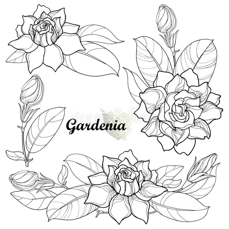 Free Vector  Isolated gardenia flower line art with leaves element